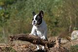 BOULEDOGUE FRANCAIS 230